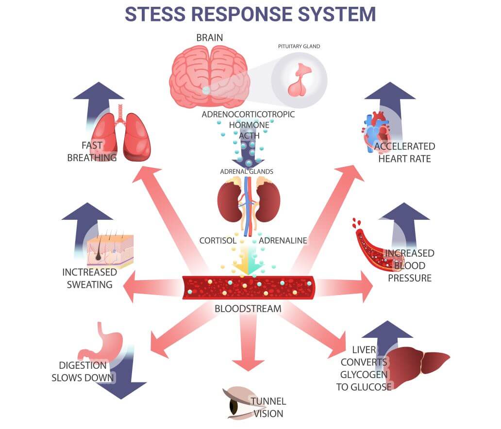 Stress response system