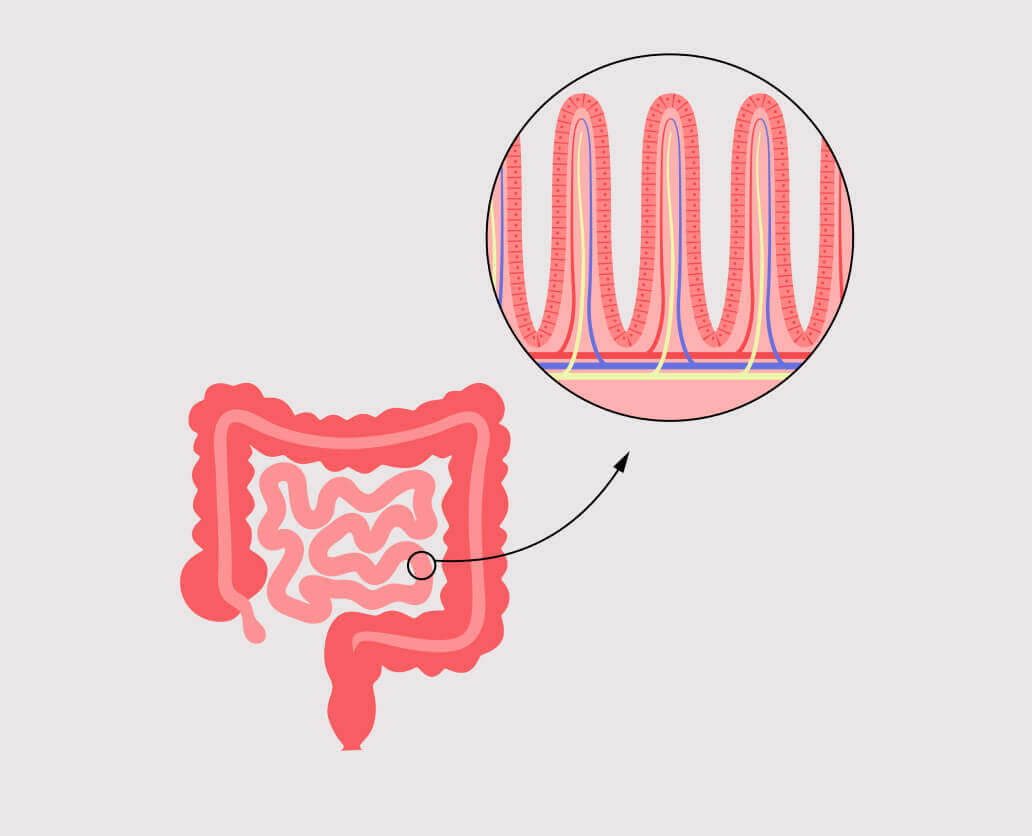 Gut health