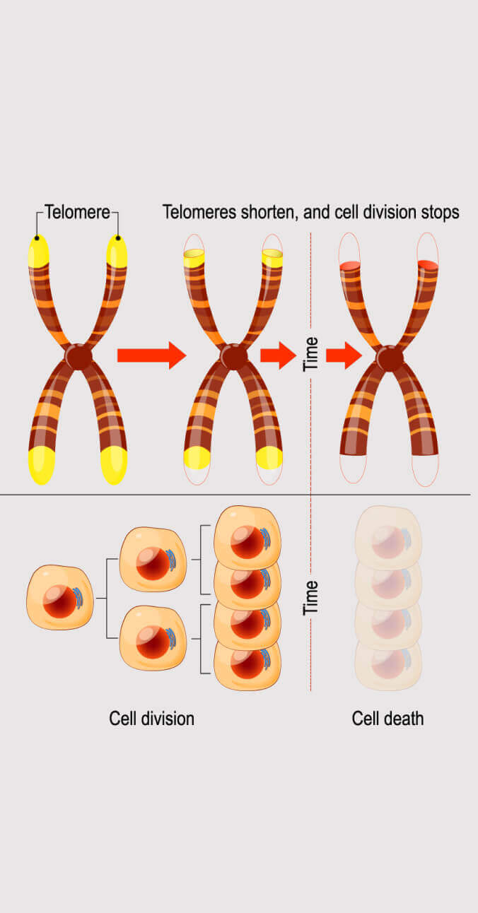 Telomeres