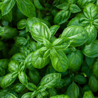 ingredient icon
