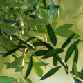 ingredient icon