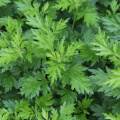 ingredient icon
