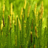 ingredient icon